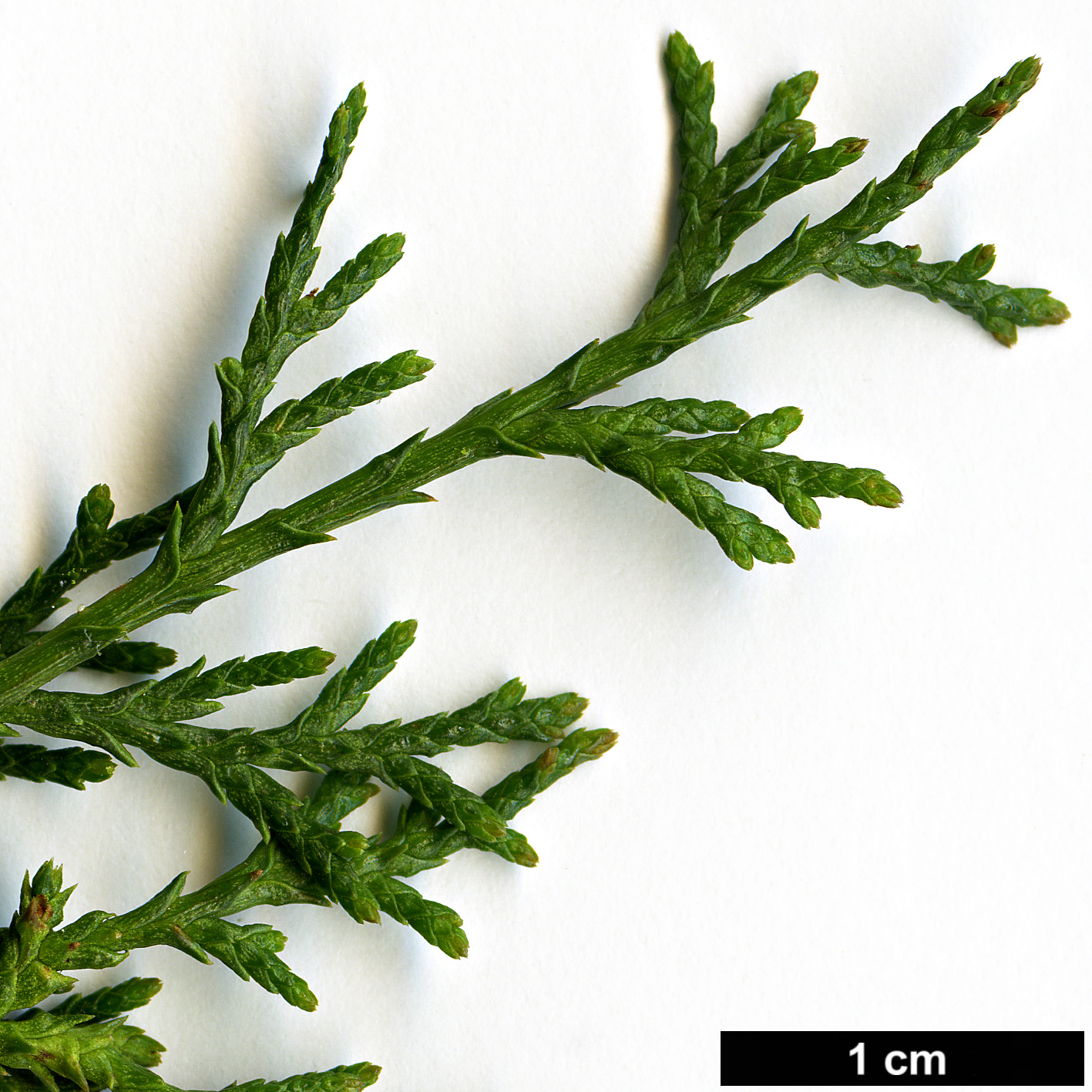 High resolution image: Family: Cupressaceae - Genus: Cupressus - Taxon: dupreziana - SpeciesSub: var. atlantica